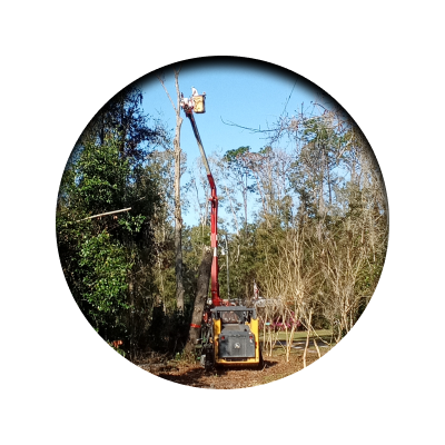 icon tree care