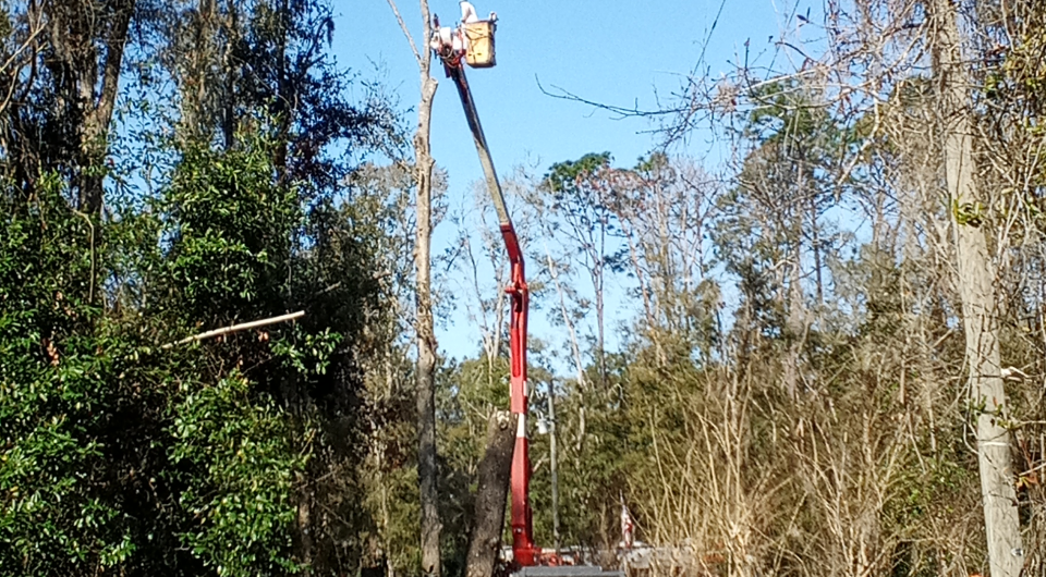 tree care service